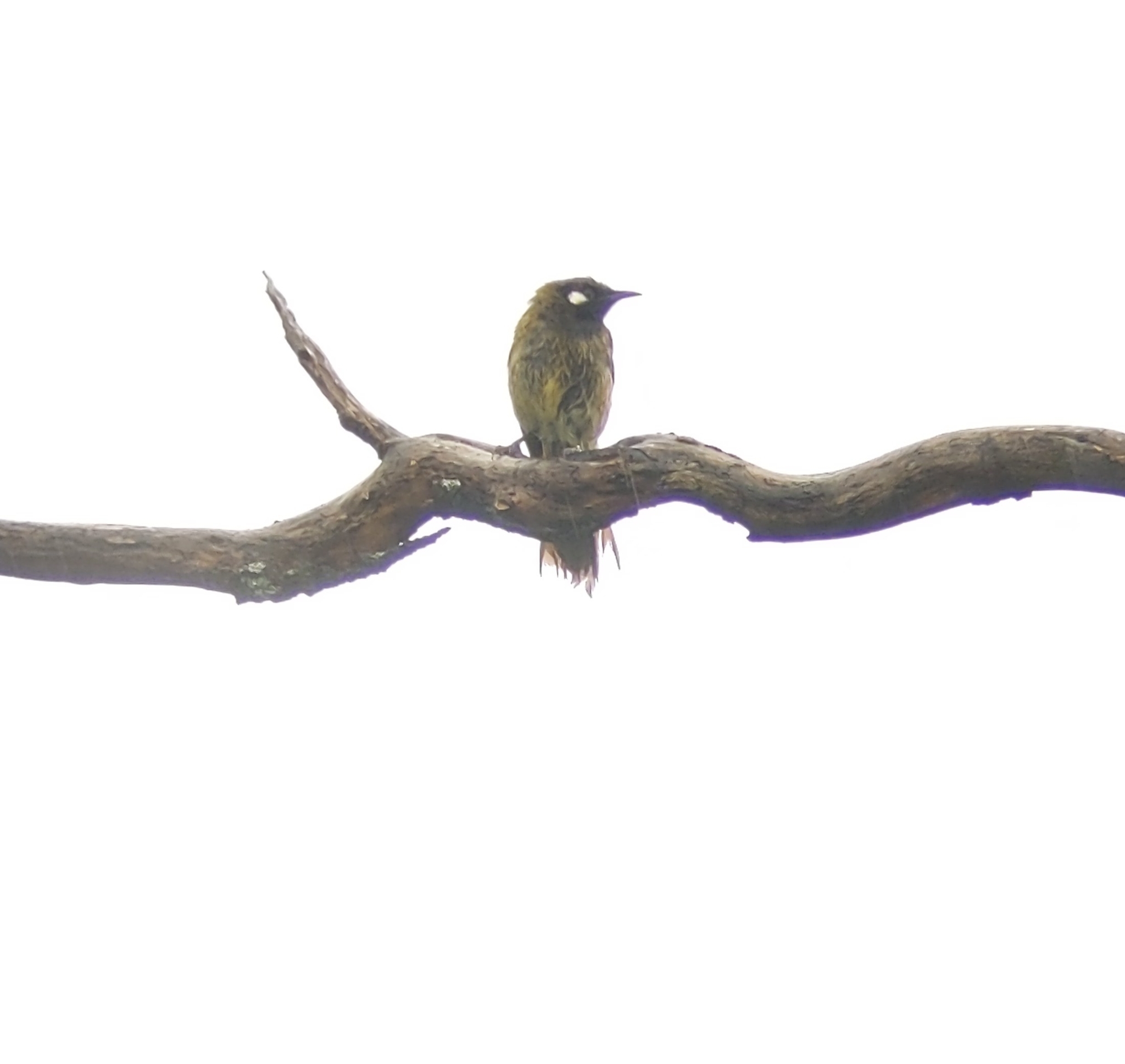 White-eared Honeyeater illustration