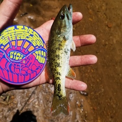 Micropterus chattahoochae