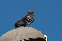 Columba livia domestica
