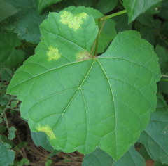 Plasmopara viticola