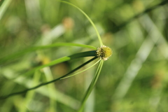 Blackseed Sedge (Kyllinga melanosperma)