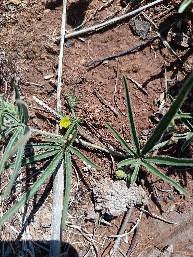 Cucumis heptadactylus