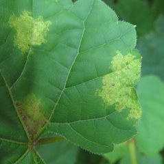 Plasmopara viticola