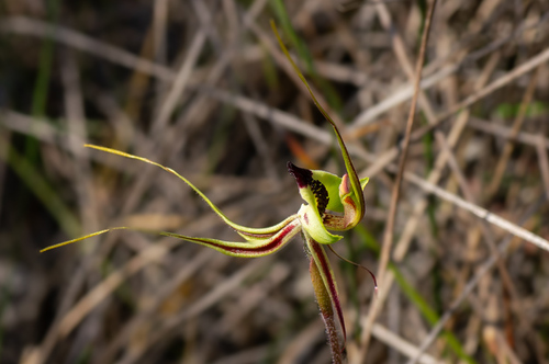 Image of Caladenia exstans by (c) Jeremy Jones, some rights reserved (CC BY)