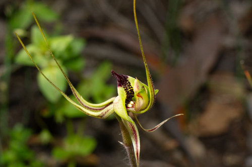 Image of Caladenia exstans by (c) Jeremy Jones, some rights reserved (CC BY)