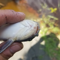 Ameiurus catus