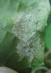 Plasmopara viticola