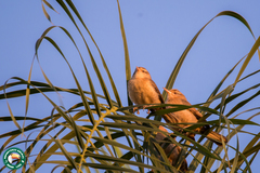 Campylorhynchus turdinus