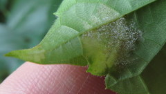 Plasmopara viticola