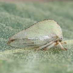Atymna