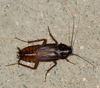 Oriental Cockroach - Photo no rights reserved, uploaded by Jesse Rorabaugh