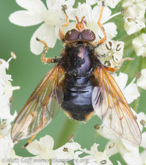Blera flukei