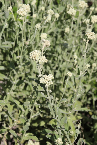 Image of Helichrysum panduratum by no rights reserved