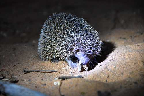 Lesser Hedgehog Tenrec