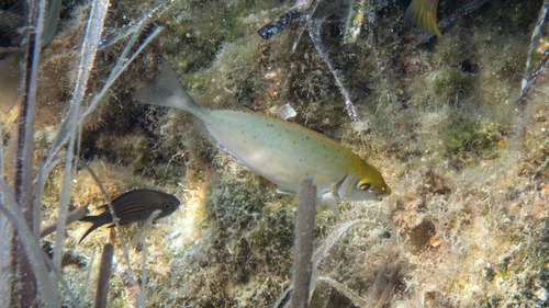 Rivulated Rabbitfish