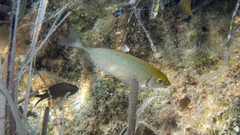 Rivulated Rabbitfish