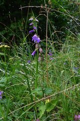 Campanula rapunculoides