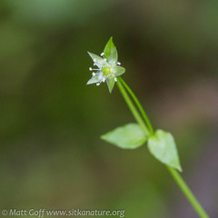 Stellaria crispa