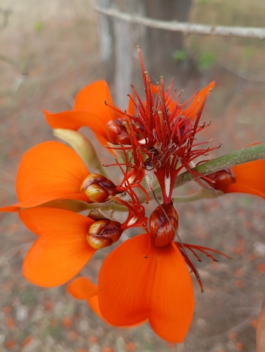 Image of Erythrina velutina by (c) Carlos Eduardo Santos Feitosa, some rights reserved (CC BY)