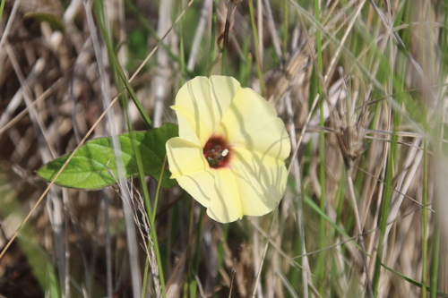 Image of Hewittia malabarica by no rights reserved