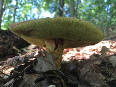 Exsudoporus