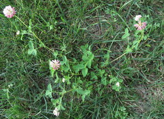Trifolium hybridum