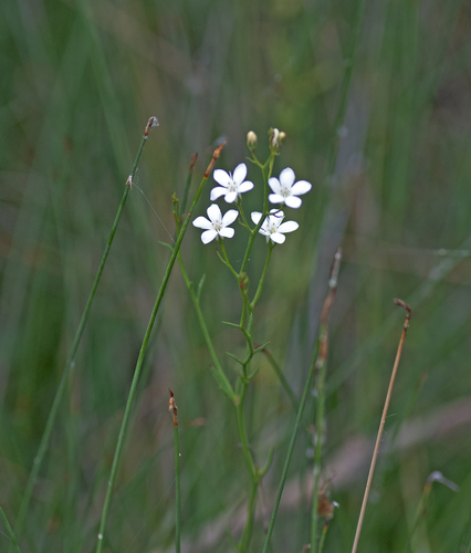 Samolus junceus (Samolus junceus)