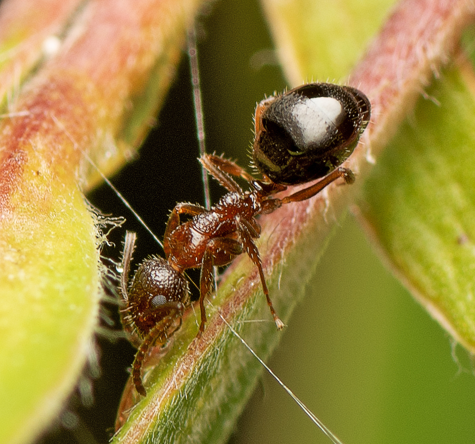 Dolichoderus clusor