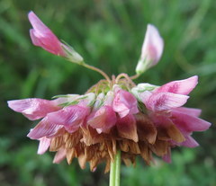 Trifolium hybridum