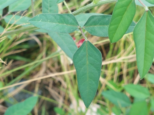 Macroptilium lathyroides