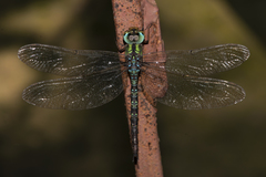 Gynacantha subinterrupta