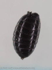 Phytomyza spondylii group