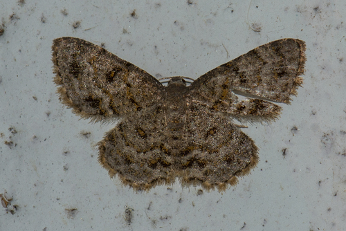 Dischidesia