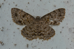 Dischidesia cinerea
