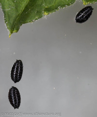 Phytomyza spondylii group