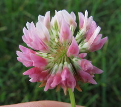 Trifolium hybridum