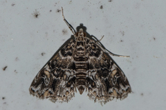 Elophila difflualis