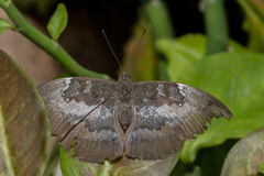 Euthalia anosia