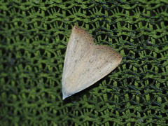 Rivula aequalis