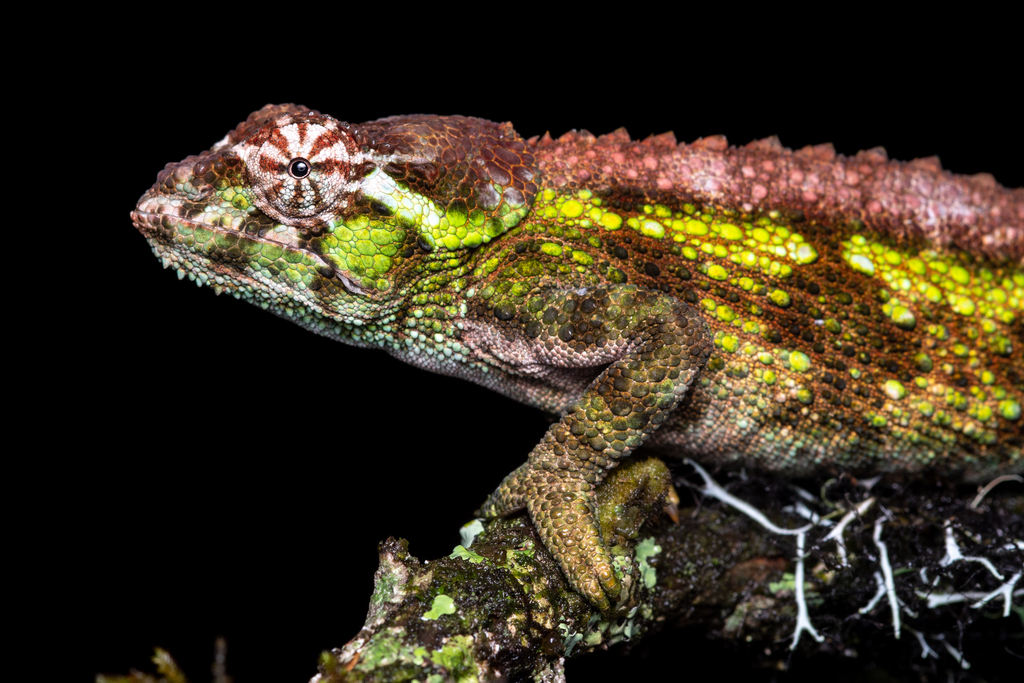 Ukinga Hornless Chameleon