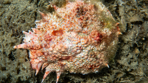 Photo of Lesser spider crab (Maja crispata)