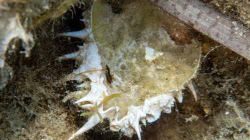 Photo of Lesser spider crab (Maja crispata)