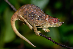 Ngosi Volcano Chameleon photo 2