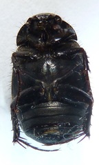 Serica anthracina