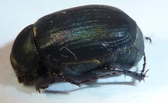 Serica anthracina