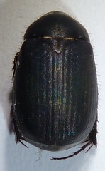 Serica anthracina