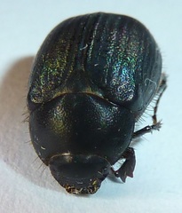 Serica anthracina