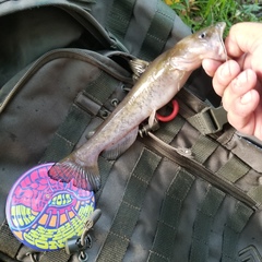 Ameiurus platycephalus