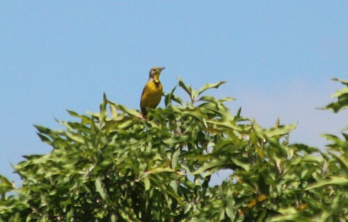 Yellow-throated Longclaw (Macronyx croceus), photo 7