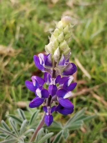 Lupinus pubescens Benth.